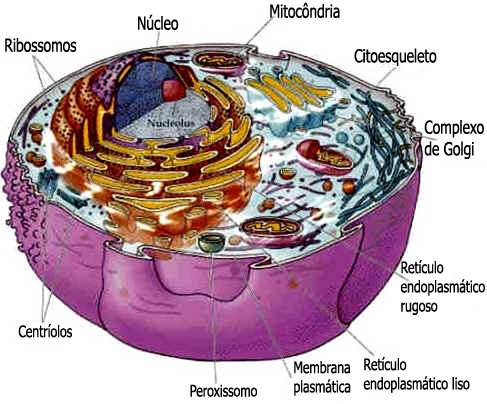 Célula Animal