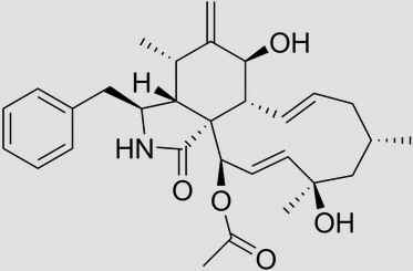 Citocalasinas
