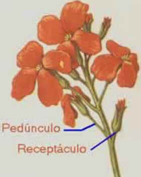 Flor