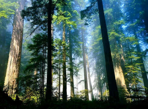 Floresta