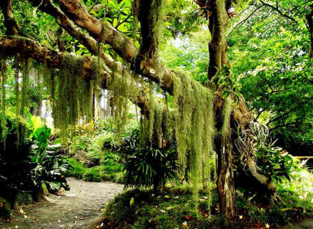 Floresta