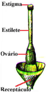 Gineceu
