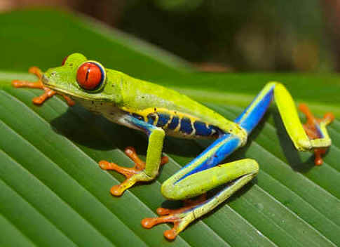 Perereca