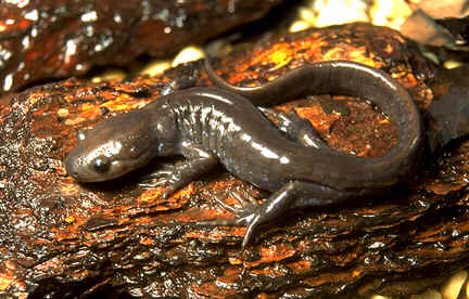 Salamandras