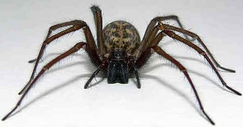 Aranhas