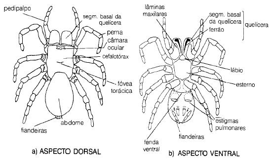 Aranhas