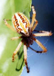 Aranhas