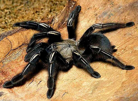 Aranhas