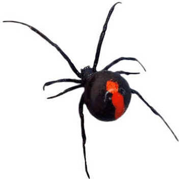 Aranhas