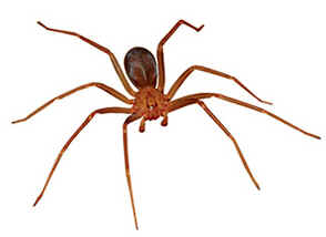Aranhas