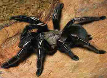 Aranhas