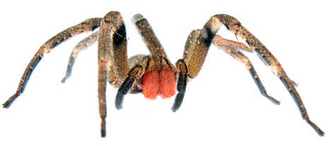 Aranhas