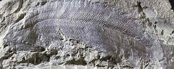 Agnatos