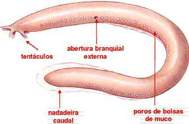Agnatos