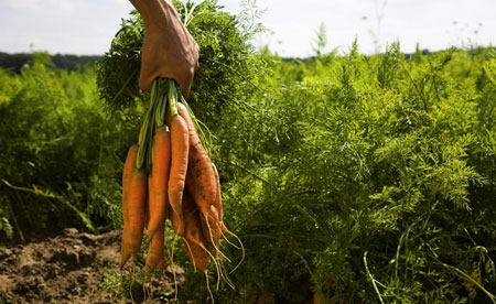 Agricultura Biológica