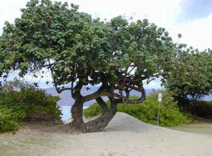 Algodoeiro da Praia