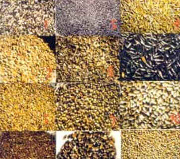 Alimentação das Aves