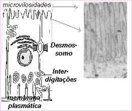 Anatomia Celular
