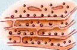 Anatomia Celular