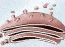 Anatomia Celular