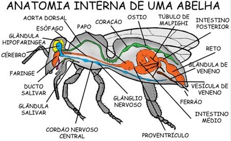anatomia-da-abelha-4
