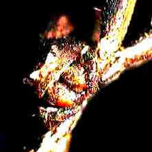 Anatomia das Aranhas