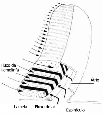 Anatomia das Aranhas