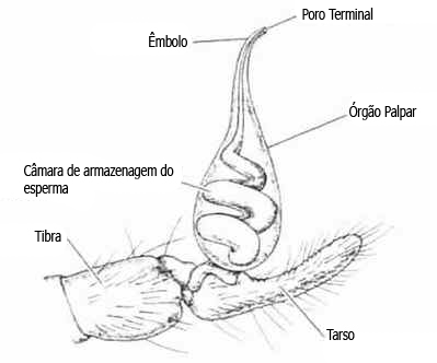 Anatomia das Aranhas
