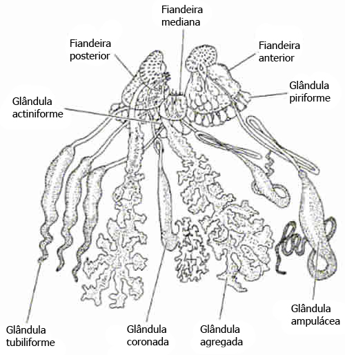 Anatomia das Aranhas