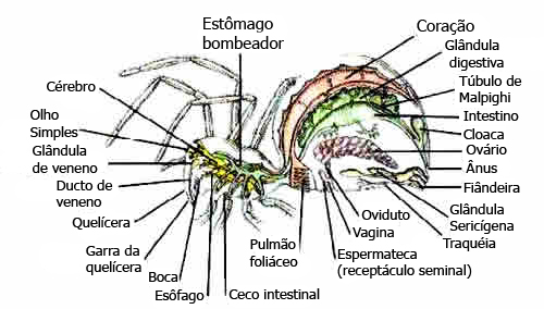 Anatomia das Aranhas