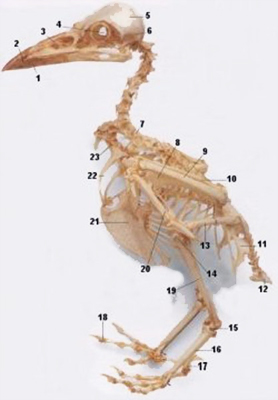 Anatomia das Aves