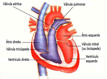 Anatomia das Aves