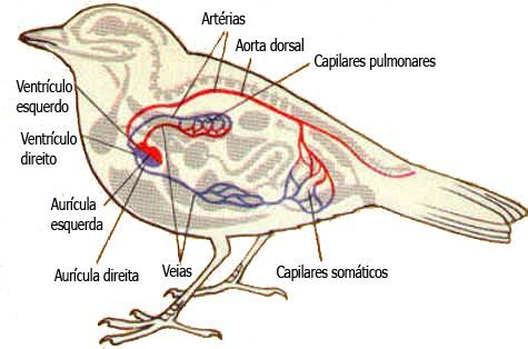 Anatomia das Aves