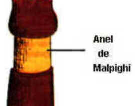 Anel de Malpighi