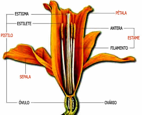 Estrutura da Flor das Angiospermas