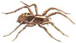 Aranhas Venenosas