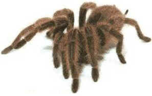 Aranhas Venenosas