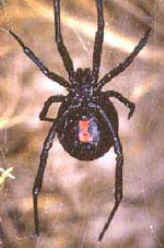 Aranhas Venenosas