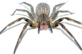 Aranhas Venenosas