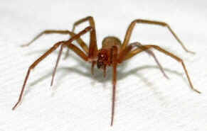 Aranhas Venenosas