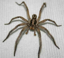 Aranhas Venenosas