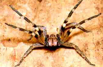 Aranhas Venenosas