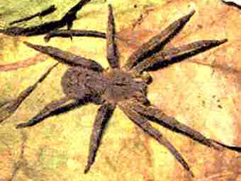 Aranhas Venenosas