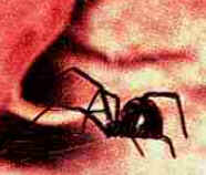 Aranhas Venenosas