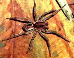 Aranhas Venenosas