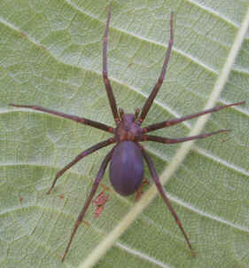 Aranhas Venenosas