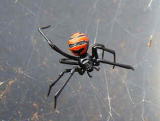 Aranhas Venenosas