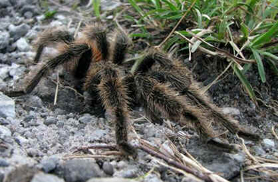Aranhas Venenosas