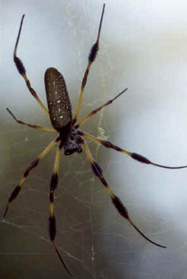 Aranhas Venenosas