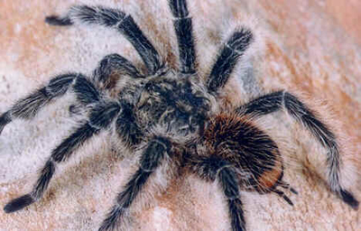 Aranhas Venenosas